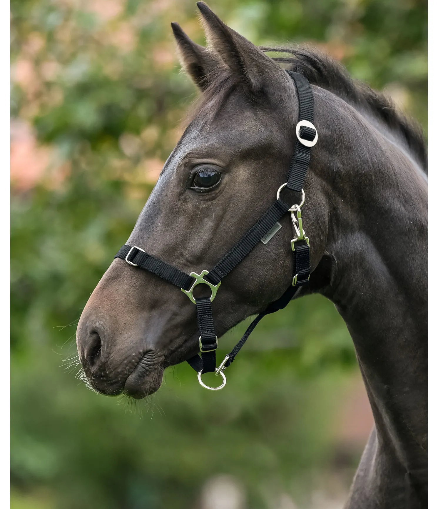 Licol poulain et shetland Grow With You