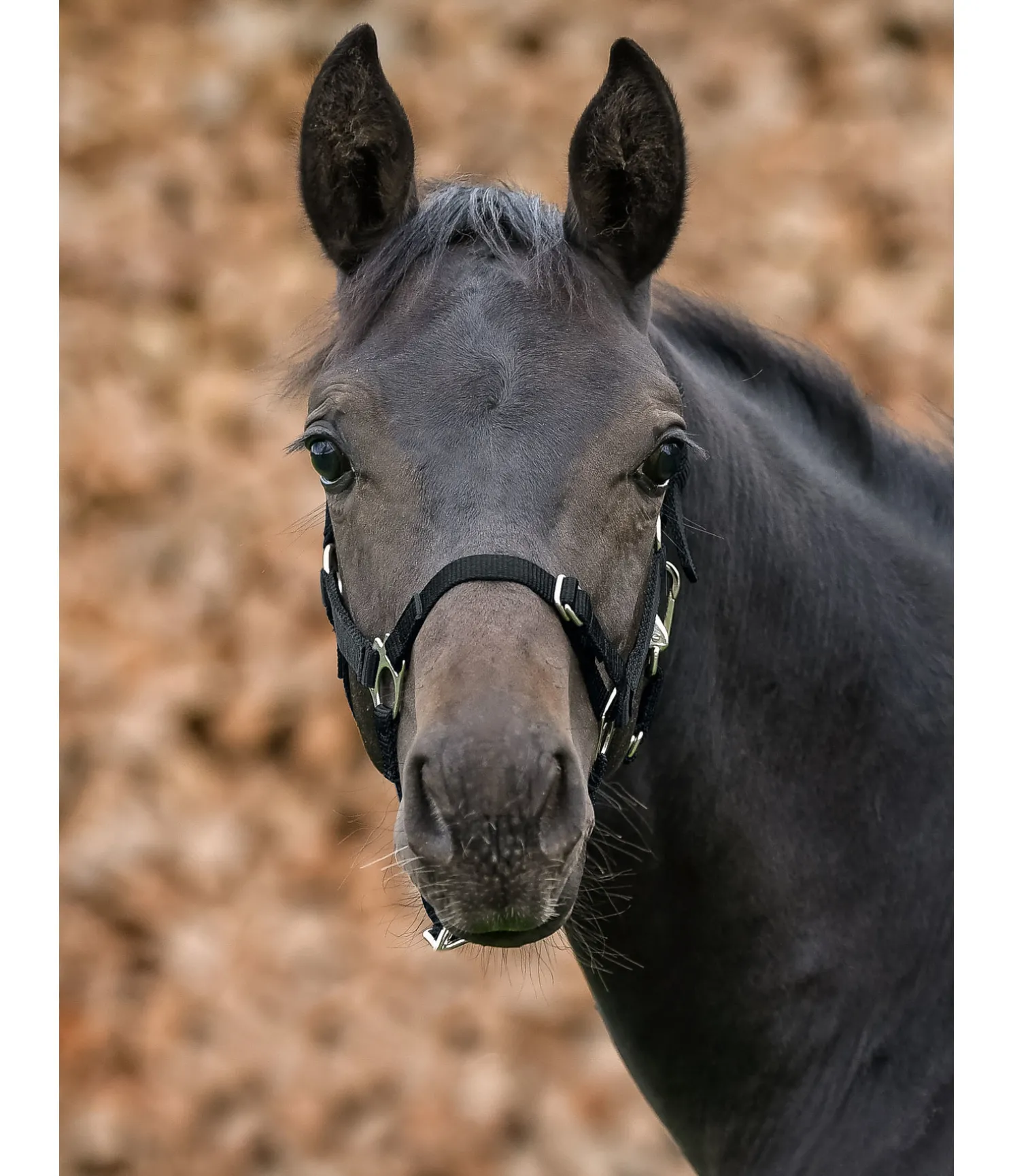 Licol poulain et shetland Grow With You