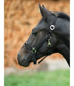 Licol poulain et shetland Grow With You