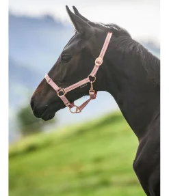 Licol poulain et shetland Shimmering