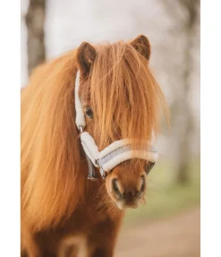 Licol pour poulain et shetland Shine