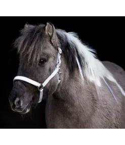 Licol réfléchissant Shiny