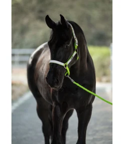 Licol réfléchissant Shiny