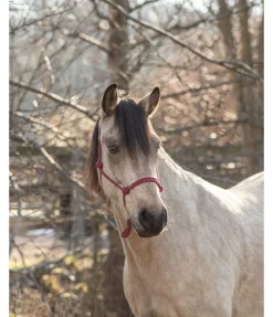 Licol éthologique Bo