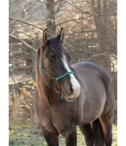 Licol éthologique Bo