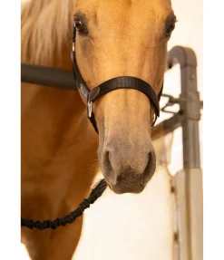 Longe d'attache de transport Flexi