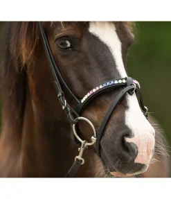 Muserolle combinée Rainbow
