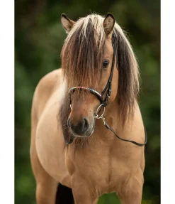 Muserolle combinée Rainbow