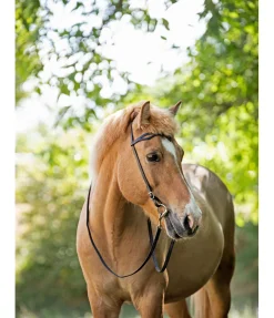 Têtière islandaise Virtur